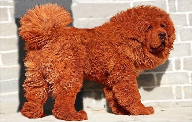 Quali sono le caratteristiche del mastino tibetano?