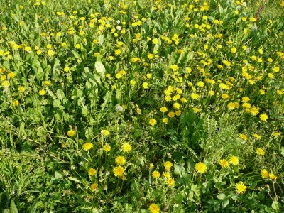 Come riconoscere le erbe selvatiche?