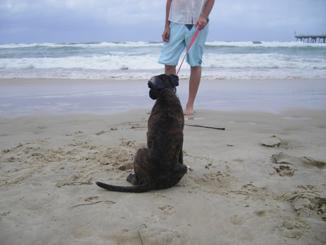 Le 10 migliori spiagge per cani in Italia