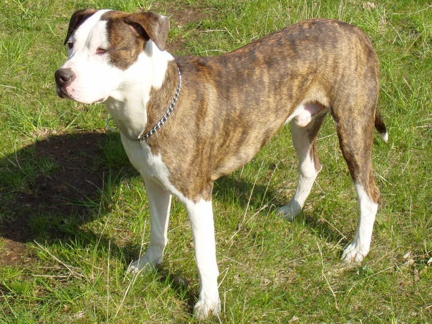 Quanti tipi di pitbull esistono