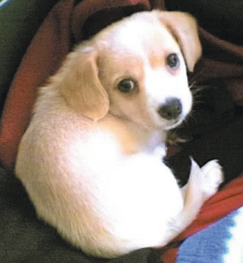 Hai un cane da amare?