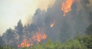 Cosa fare se si avvista un incendio estivo