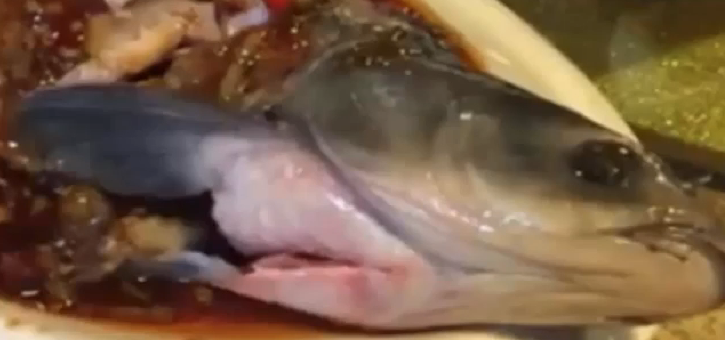 Pesce zombie torna in vita dopo la cottura sul piatto del ristorante: terrore tra i clienti