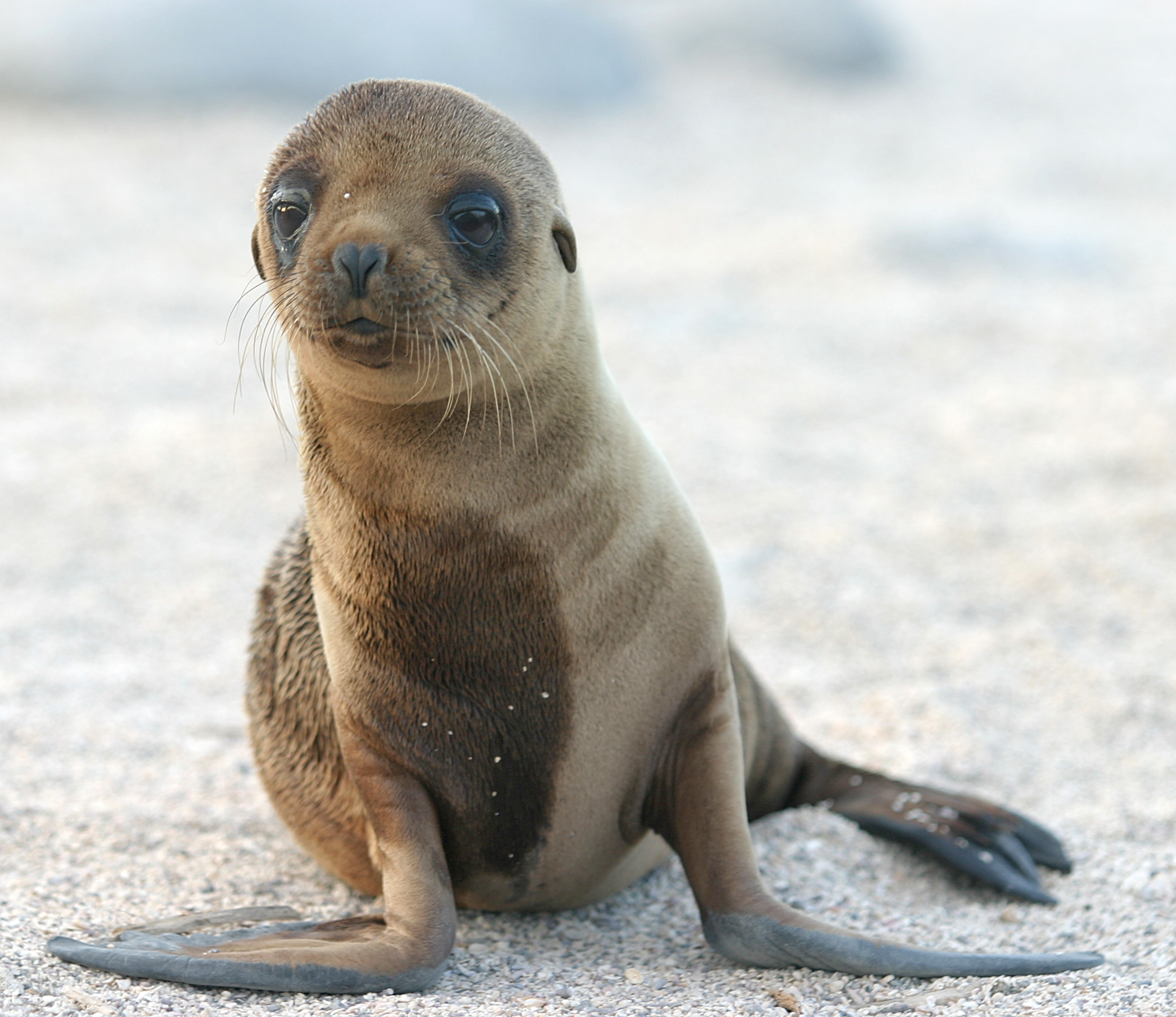 Sea_Lion_Pup