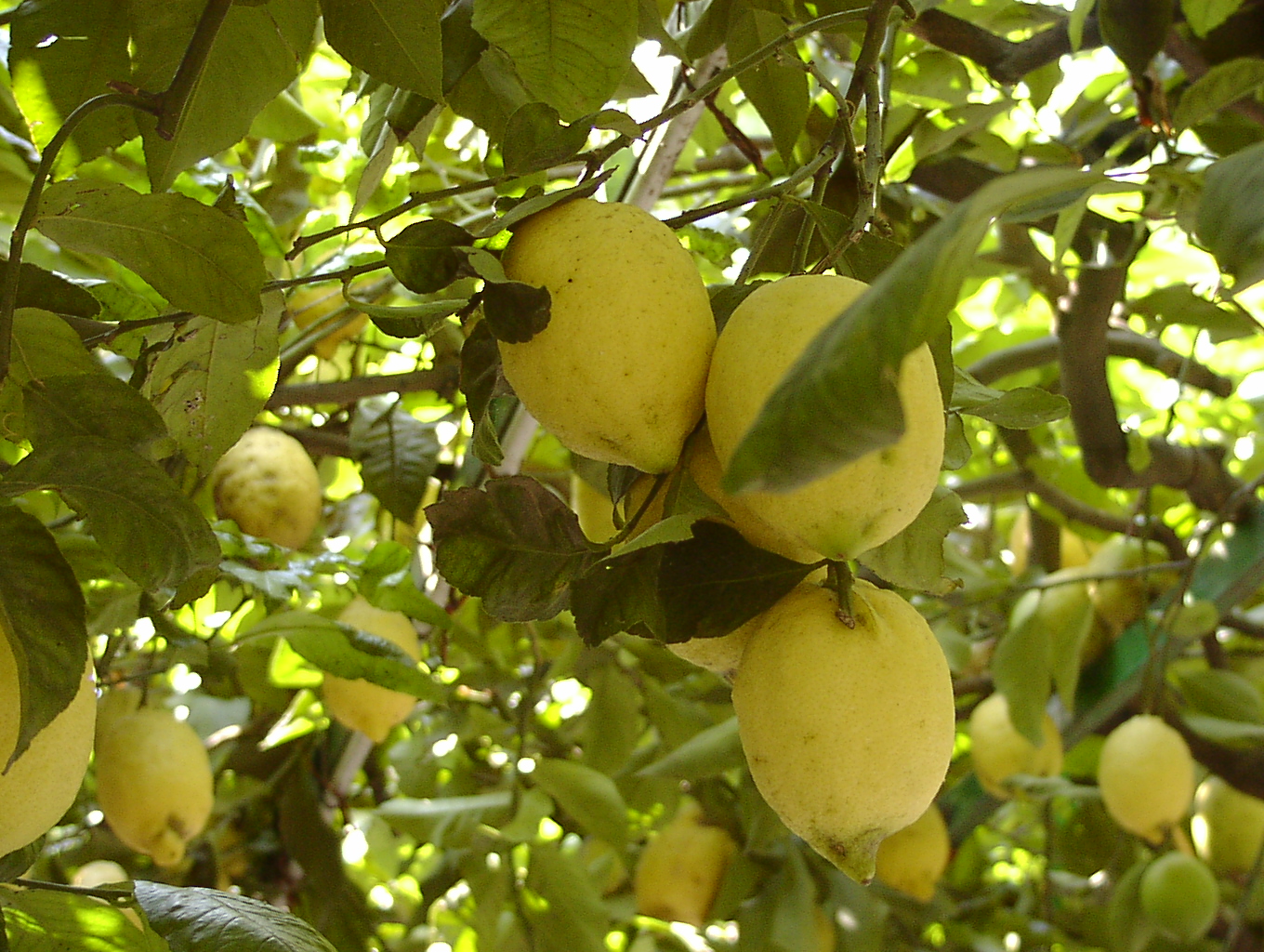 Proprietà benefiche del limone