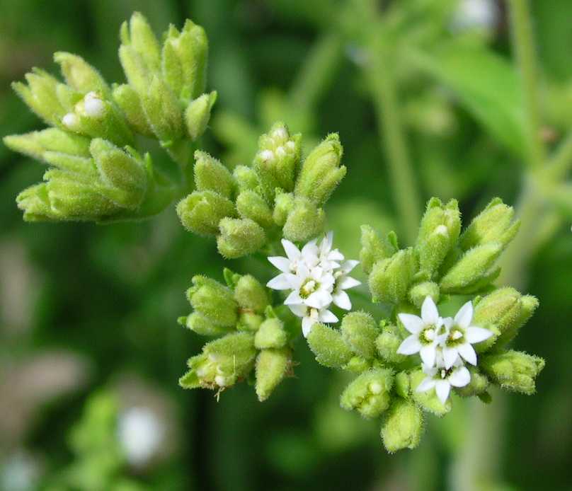 Cos' è la stevia? Cos' è la stevia?