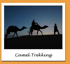 Cammellata nel deserto del Sahara