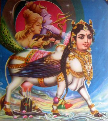 Perchè le mucche sono sacre in India?