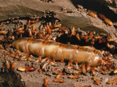 OLIO D'ARANCIA CONTRO LE TERMITI