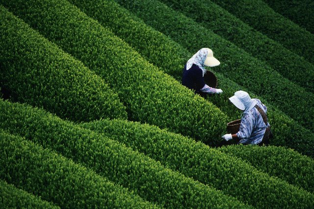 Cultura ed economia in Assam