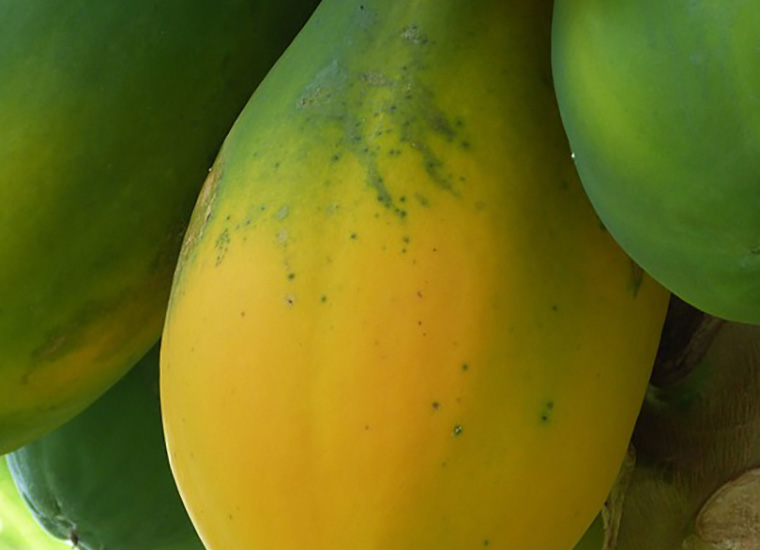 Valori Nutrizionali e Calorie: Papaya Valori Nutrizionali e Calorie: Papaya
