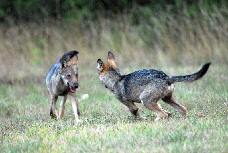 Come adottare cucciolo lupo italico