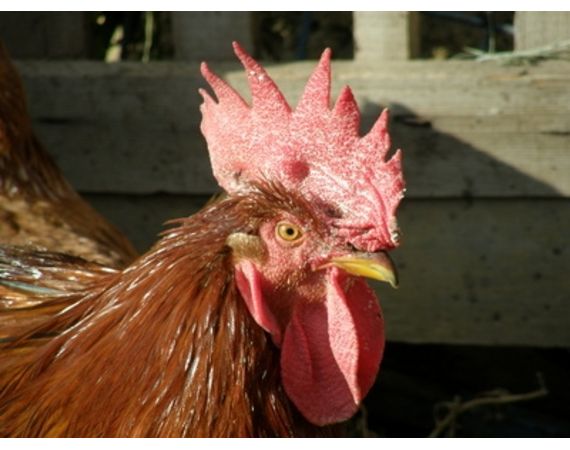 Da dove viene l'acido ialuronico?