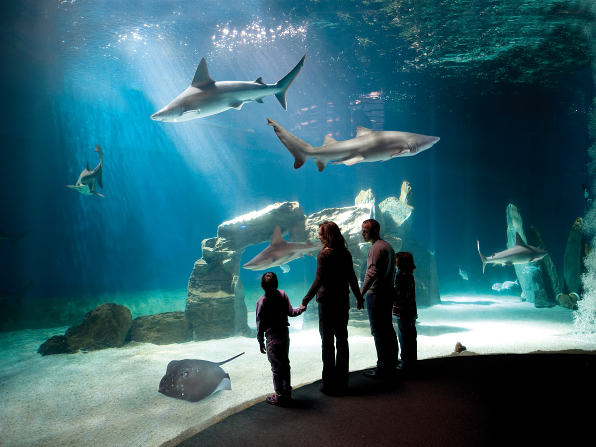 Quali sono orari e prezzi acquario di Genova
