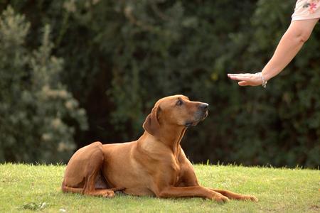 Come insegnare al cane il comando "a cuccia"
