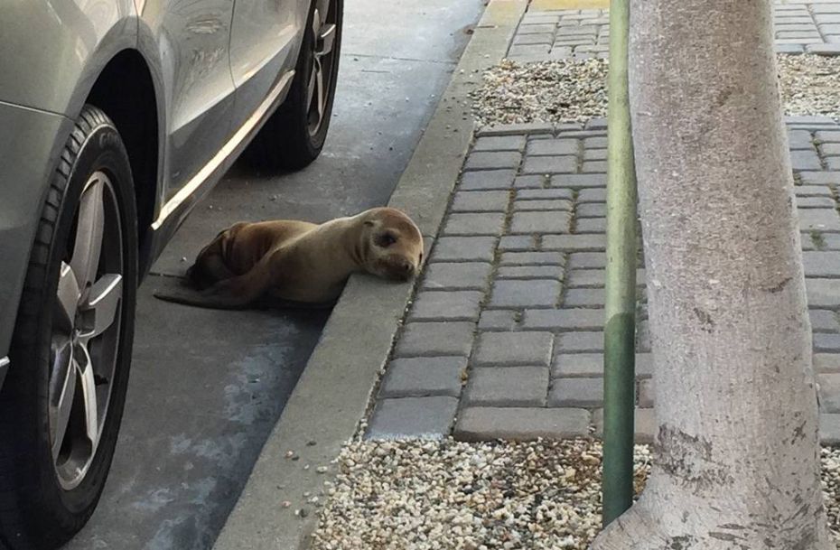 Cucciolo di leone marino trovato sotto una macchina in San Francisco