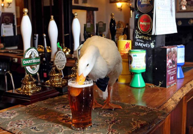 Anatra si azzuffa in un pub con un cane dopo avere bevuto troppe pinte