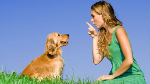 Come insegnare al cane il comando "seduto"