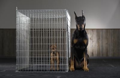 Segreti per l’adozione di un cane