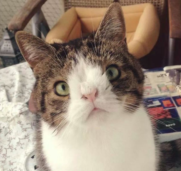 Il gatto con la sindrome di down che ha conquistato il web