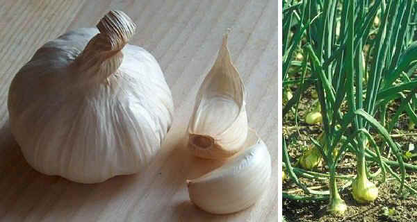 I benefici dell’aglio cotto per la salute