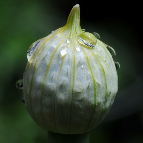 Cura omeopatica per l'allergia alla muffa
