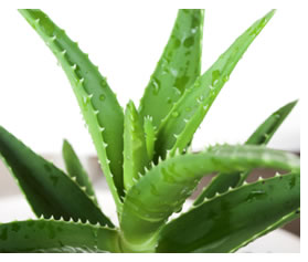 Come preparare il succo di aloe