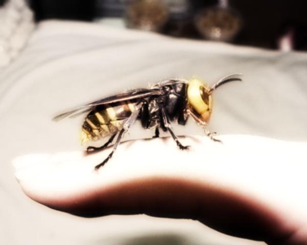 Probabili sostanze che causano una grave reazione allergica