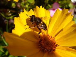 Le piante e i fiori che tengono lontano vespe e api
