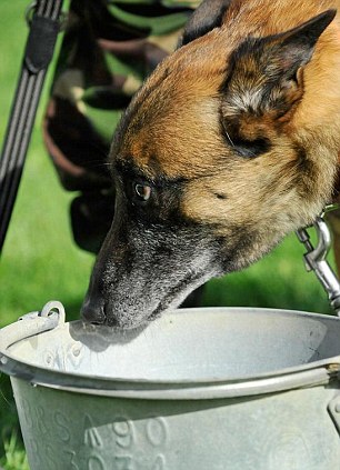 Cani di William abbattuti dopo l’addio alle armi: polemiche