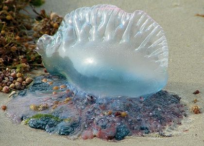 Cosa fare dopo la puntura di una medusa