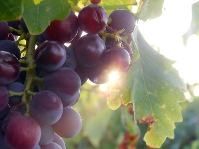Viaggio enogastronomico in Toscana