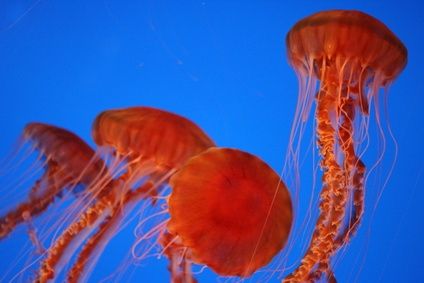 Come difendersi dalle meduse