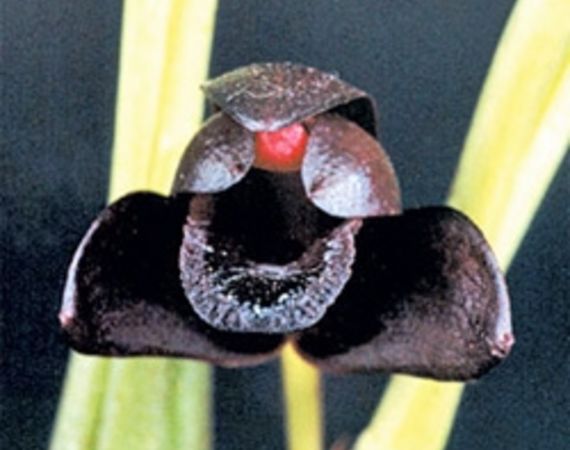 Esistono le orchidee nere?