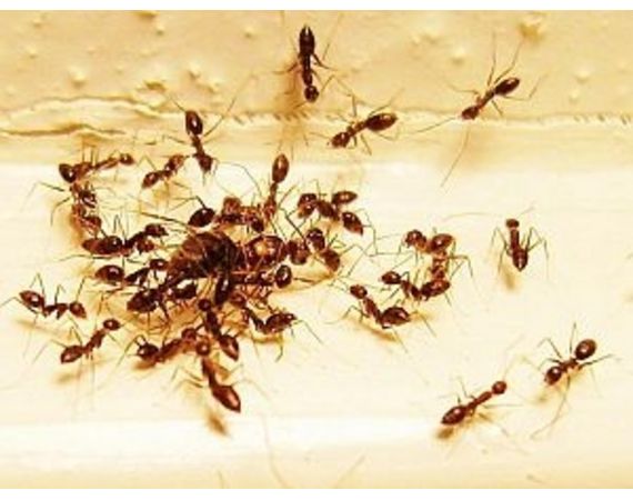 Come usare la cannella per liberarsi delle formiche