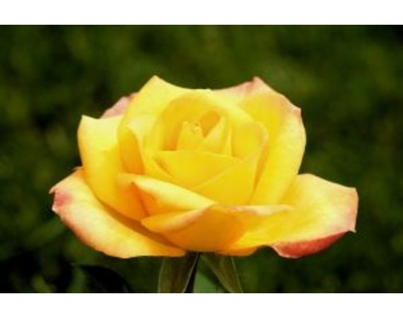 Il significato dei diversi colori di rosa