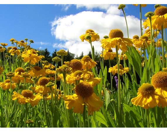 La storia e il significato dei fiori