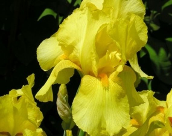 Qual'è l'origine dell'iris giallo?