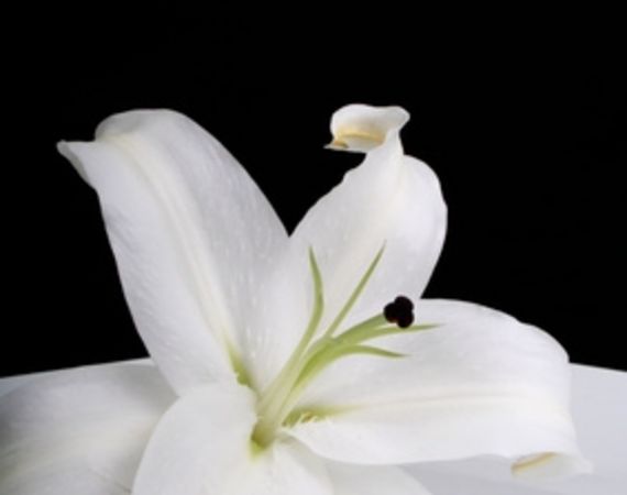 Qual'è il significato del giglio bianco?