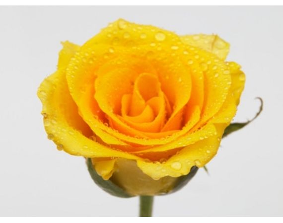 I fiori che significano felicità