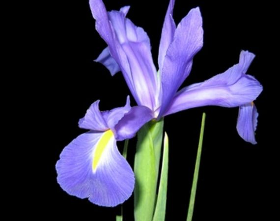 Quali fiori significano speranza?