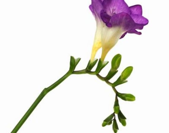 Quando fiorisce la fresia?