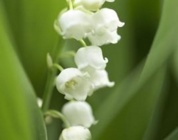 Quali fiori significano fiducia?