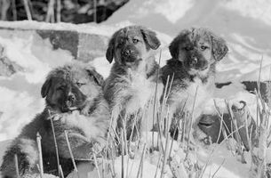 Come capire quanto cresce un cane meticcio