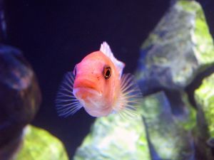 Come pulire il vetro dell'acquario