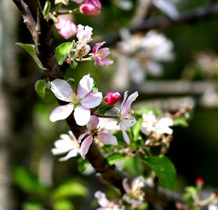 Alberi in fiore in primavera