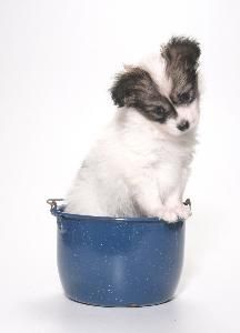 Quando si può lavare un cucciolo