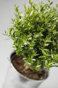 Come uccidere gli insetti nel terriccio delle piante da interno