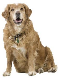 Come fare dei bocconcini per cani al miele e cannella