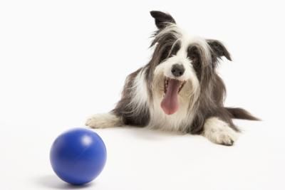 Come insegnare al cane a rotolare